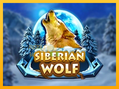 Fíor spleodar i meaisín sliotán Siberian Wolf